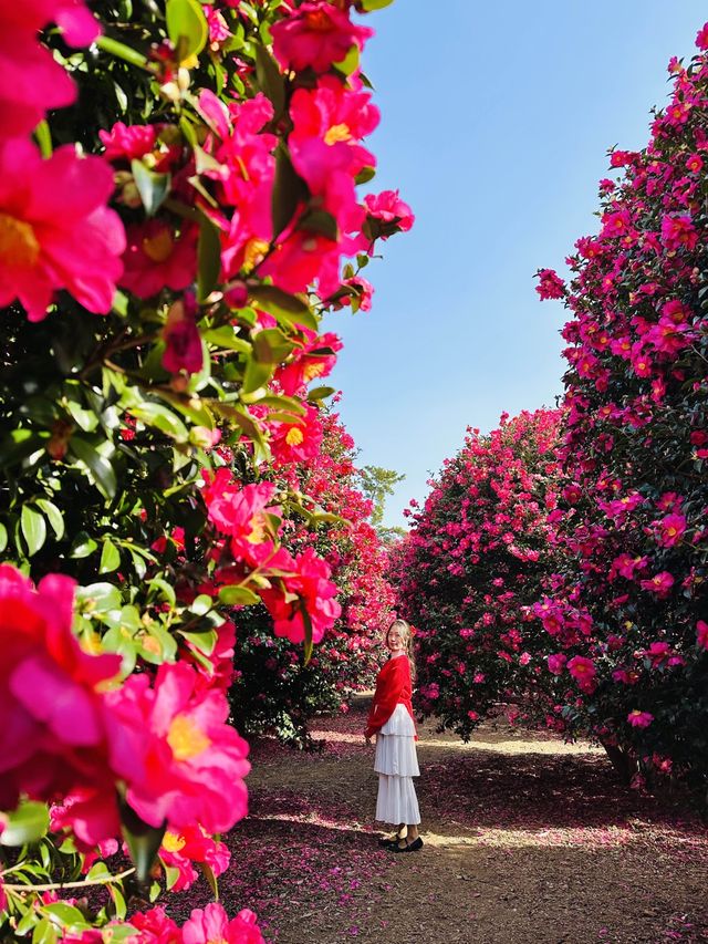 제주동백 끝판왕, 여기만 가도 완벽🌺❤️