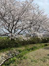 【直方お花見】4年ぶりの開催🌸桜とチューリップのコラボ🌷