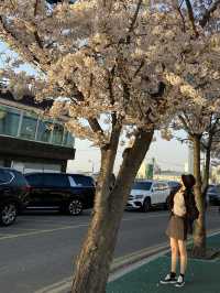 알록달록한 색감에 벚꽃 한스푼 🌸
