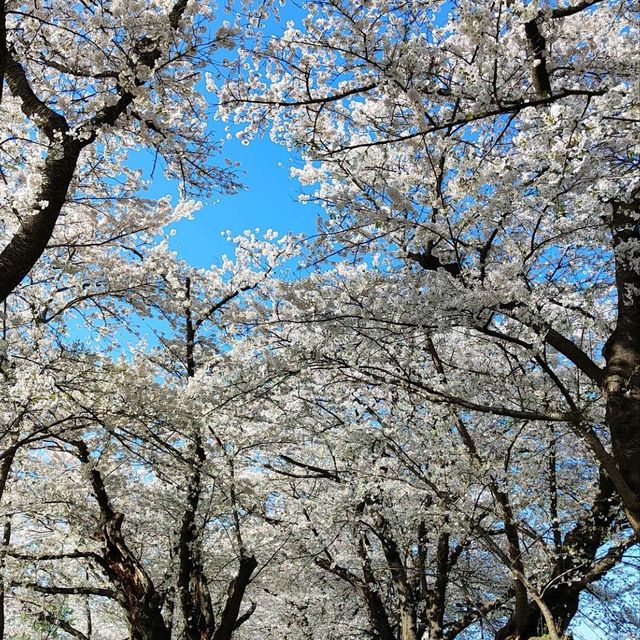 東北櫻花名所-北上展勝地