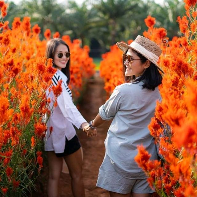 สวนดอกไม่ ไร่คุณอารียา จ.กระบี่