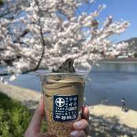 GREEN ( tea )VS PINK (sakura ) Uji KYOTO