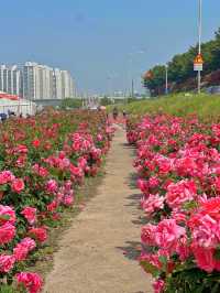 장미꽃축제 안가볼 수 없죠?