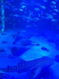 【石川・能登島】のとじま水族館