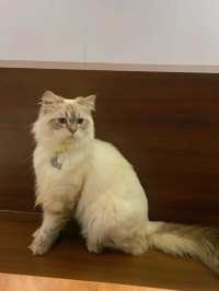 靚靚新舖 夢幻貓咪cafe續集🐱 