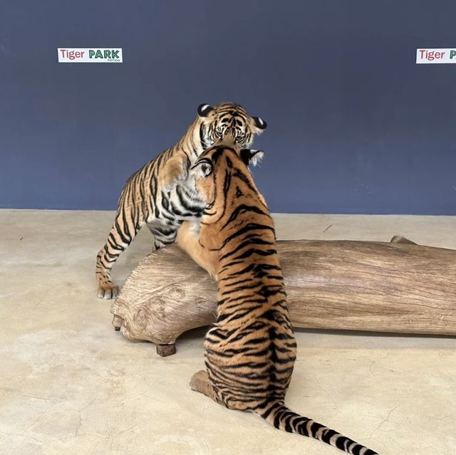 🐯體驗不一樣的老虎 | 芭堤雅老虎園🐯