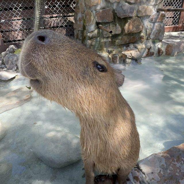 張美阿嬤農場