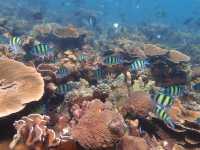 ชมทุ่งประการังที่เกาะย่านเชือก|ทะเลพม่า
