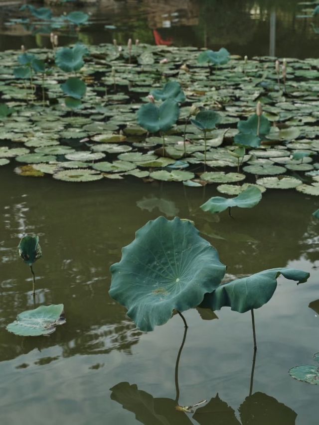 🌸🏞️💦 東莞人民公園～蓮花亭小橋流水🌸🏞️💦