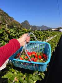 Dahu Strawberry Farm