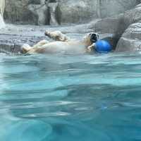 【ロケーション◎】秋田 男鹿 ホッキョクグマに会える！男鹿水族館GAO