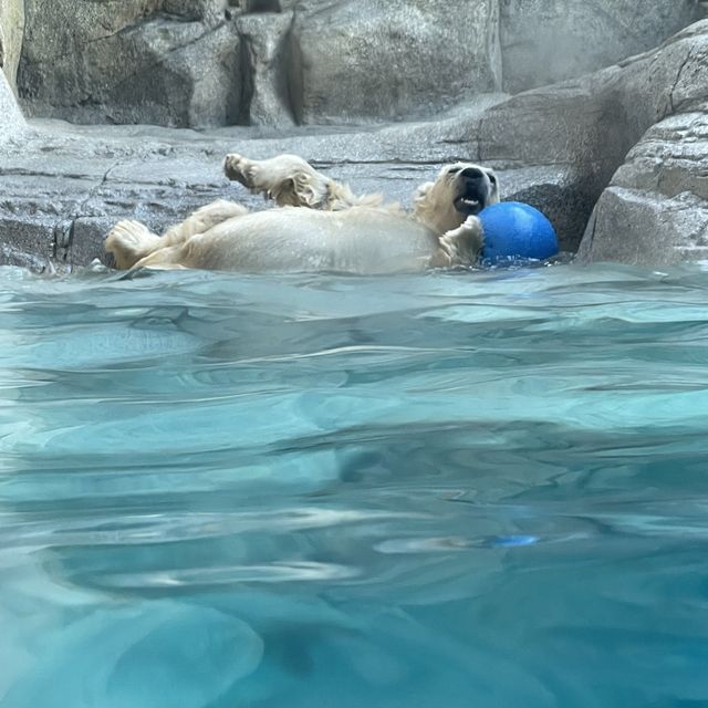 【ロケーション◎】秋田 男鹿 ホッキョクグマに会える！男鹿水族館GAO