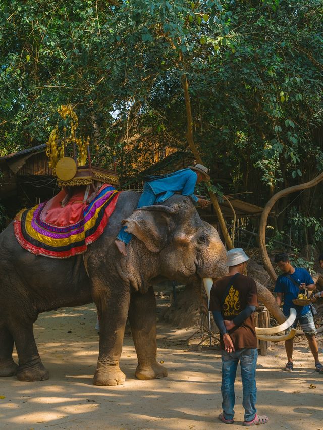 파타야 핫플 코끼리가 살고있는 몽창카페 🐘