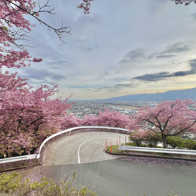 เที่ยวชม Sakura at Matsuda , Japan