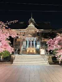 【桜神宮/東京都】満開の河津桜