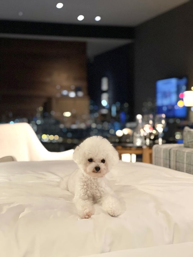 香港最高級奢華打卡酒店-香港瑰麗酒店