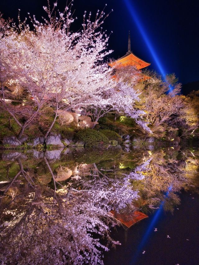 京都×夜桜 7選✨※一夜で回るルートプラン情報付 