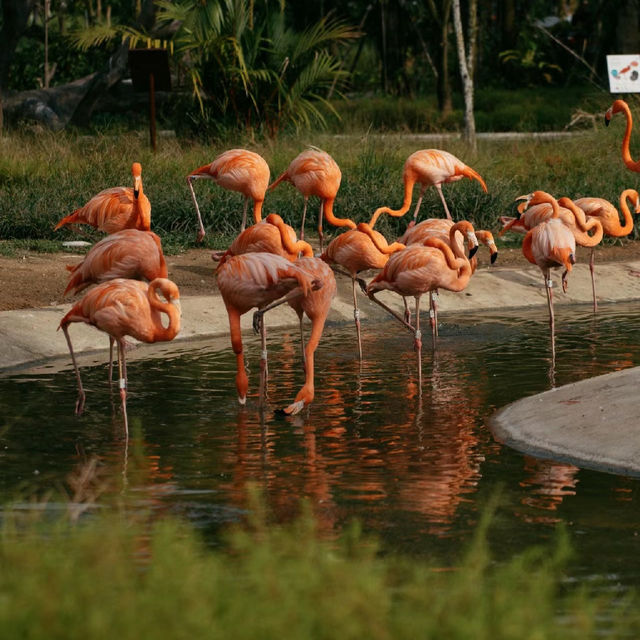 吉隆坡飛禽公園：羽毛艷麗，適合全家一同來