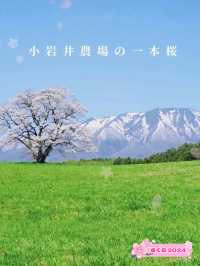 【岩手】例年GWが見頃！農場に咲く"一本桜"