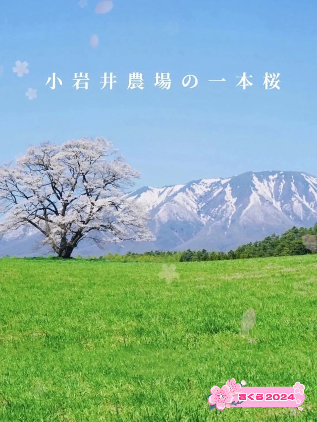 【岩手】例年GWが見頃！農場に咲く"一本桜"