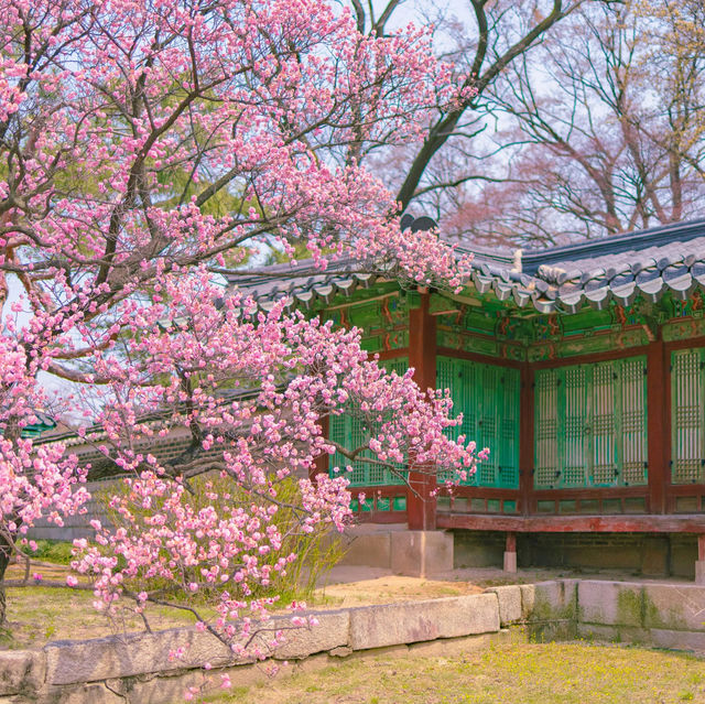 Blossom-Filled Exploration of Korea's Streets