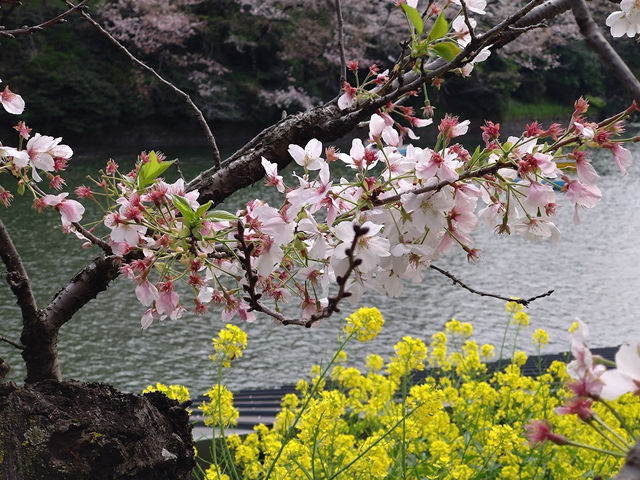 Chidorigafuchi Boat Pier