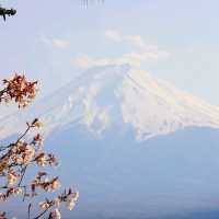 富士山と山梨の桜🌸新倉山浅間公園