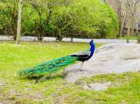 Bronx Zoo