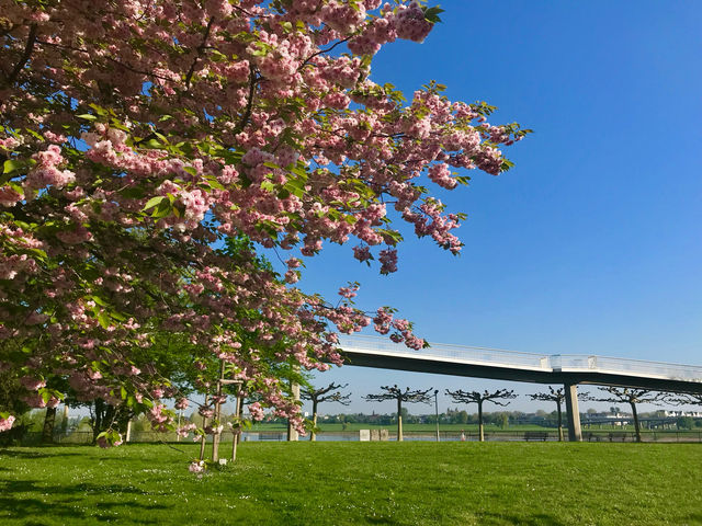 The best spots to see cherry blossom.