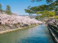 🌸 จุดชมซากุระ Keiryu Bridge หน้าศาลเจ้า Heian
