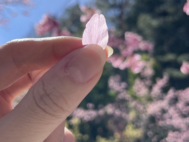 CHERRY BLOSSOM IN TAIWAN 🌸