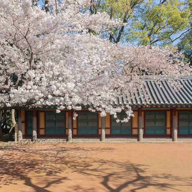 제주 벚꽃이 예쁜 삼성혈