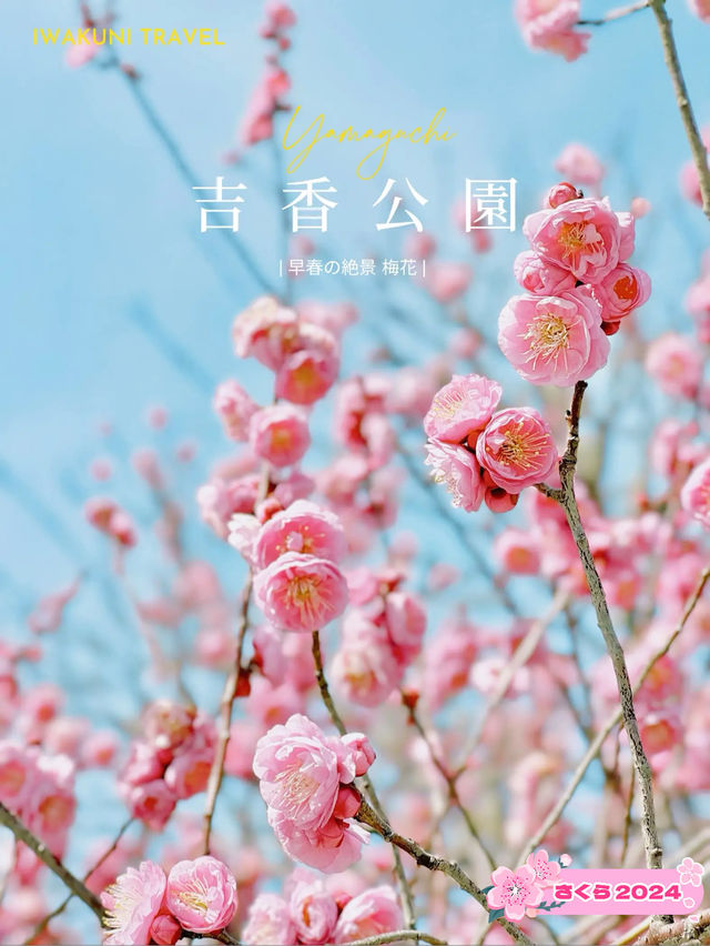 【岩国】春はのんびり気持ちいい吉香公園へ🌸