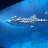 【日本沖繩】美麗海水族館🪸超美海洋生物🐬