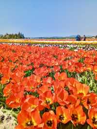 Tulip Town 