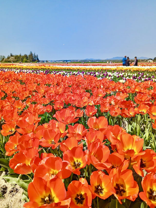 Tulip Town 