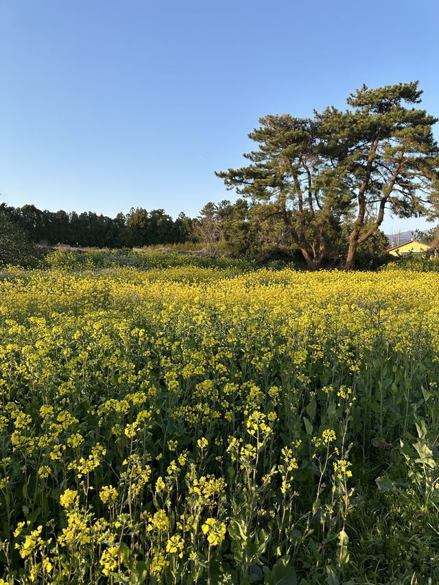 제주도에서 가장 아름다운 노란 물결이 출렁이는 곳 🌼 산방산 유채꽃밭