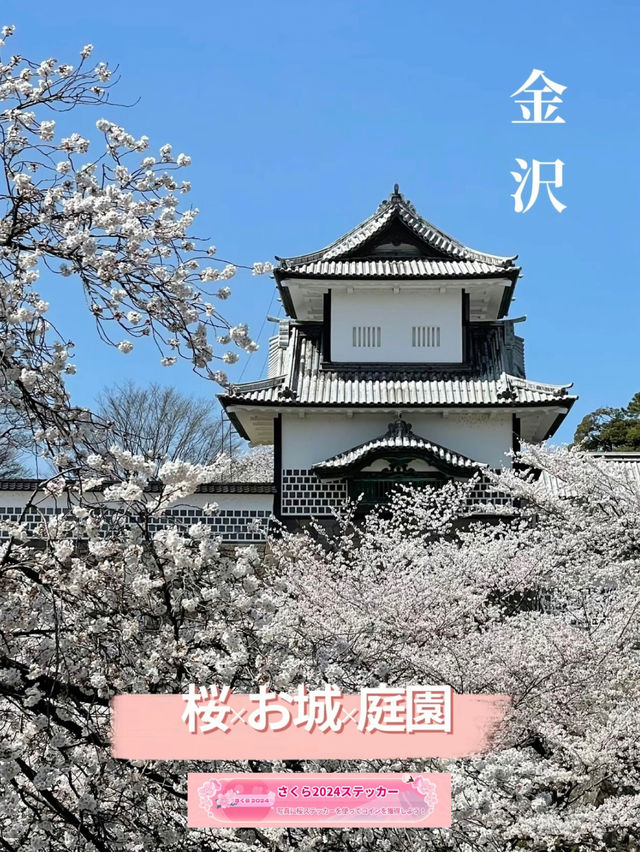 桜🌸×お城🏯×庭園🍃見逃したくない！金沢のお花見🌸 