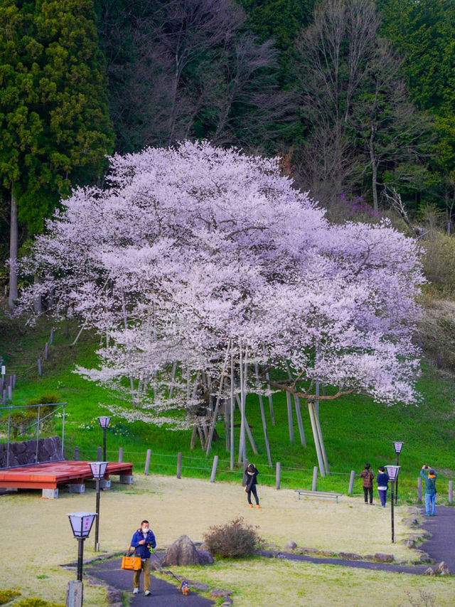 岐阜・桜】枯死状態から見事に復活した生命を感じる桜🌸※アクセス情報付き