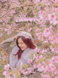 เชียงใหม่ก็มีดอกซากุระ 🌸