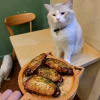 超治癒貓貓Cafe🐱打卡一流