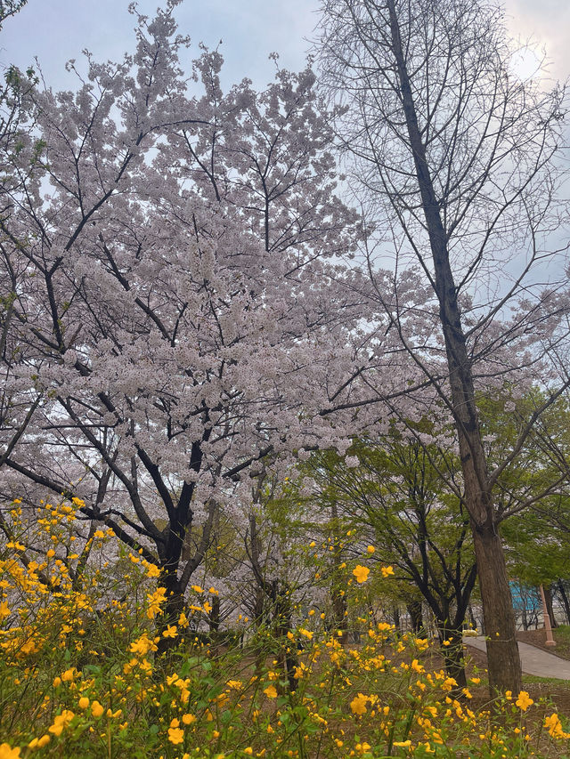 인천 벚꽃 명소🌸 가족, 연인과 조용하게 주말 나들이로 딱 !