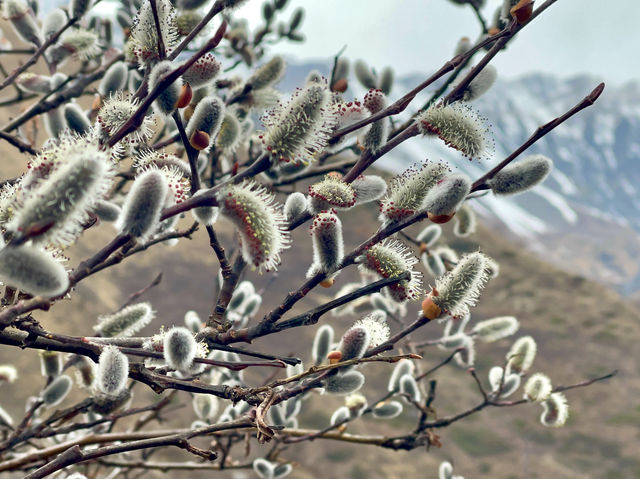 Blooming steadfastly behind mountains🌸🌸