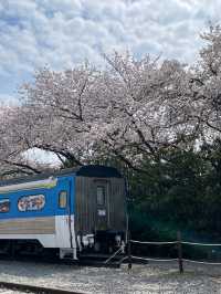 기찻길과 벚꽃풍경 조합은 최고🌸 진해 ’경화역‘