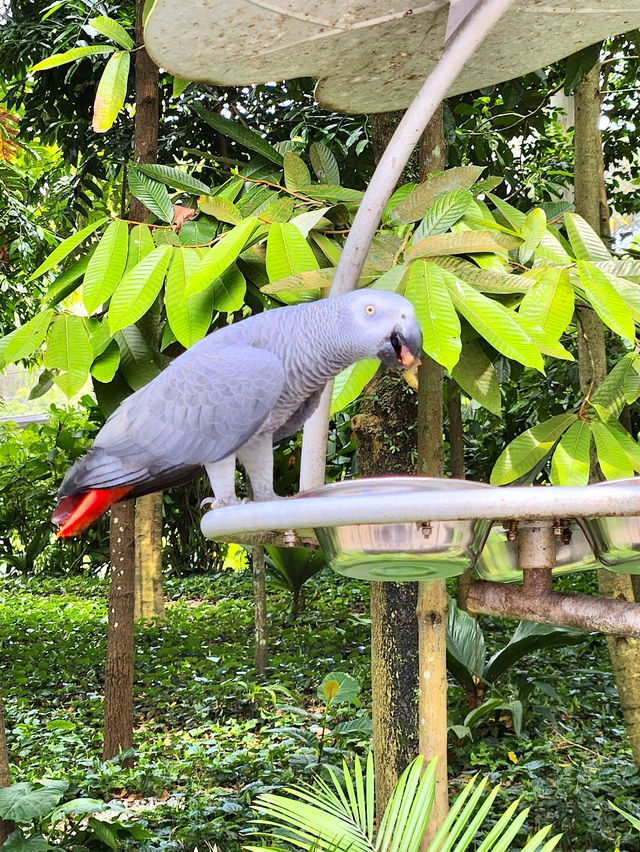 Bird Paradise