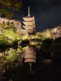 【京都東寺】夜遊櫻花🌸，心靈淨化