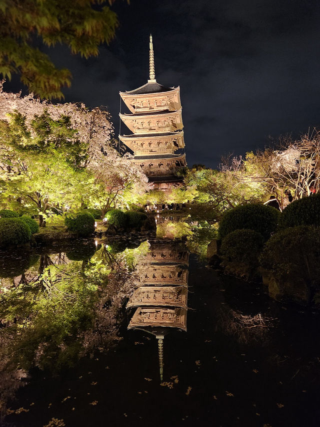 【京都東寺】夜遊櫻花🌸，心靈淨化