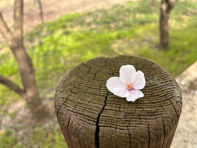 🌸首爾賞櫻🌸