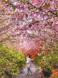 4월 전남에서 가장 핫한 봄여행코스🌸