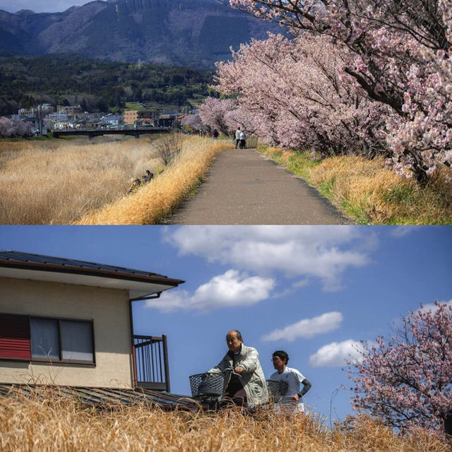 Harumeki-Sakura Cherry Blossoms